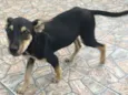 PETÚNIA