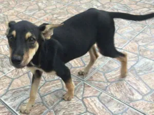 Cachorro raça SRD idade 2 a 6 meses nome PETÚNIA