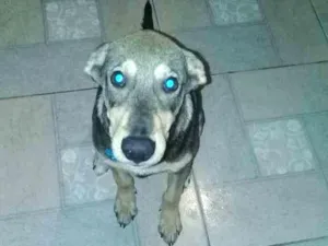 Cachorro raça Viralata com fila idade 2 a 6 meses nome Bob