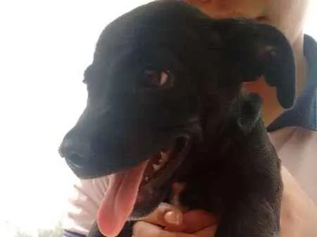 Cachorro ra a Mestiço idade 2 a 6 meses nome Não tem