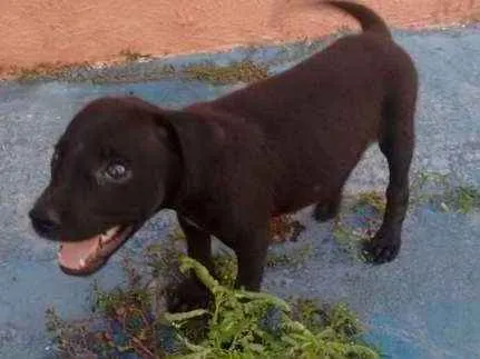 Cachorro ra a Mestiço idade 2 a 6 meses nome Não tem