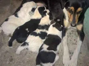 Cachorro raça SRD idade 2 a 6 meses nome Sem nome