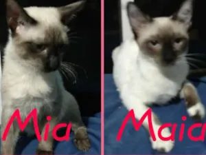 Gato raça Sialata idade 2 a 6 meses nome Mia e Maia