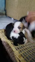 Belinha