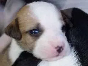 Cachorro raça SRD idade 2 a 6 meses nome Belinha 