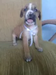 Florzinha