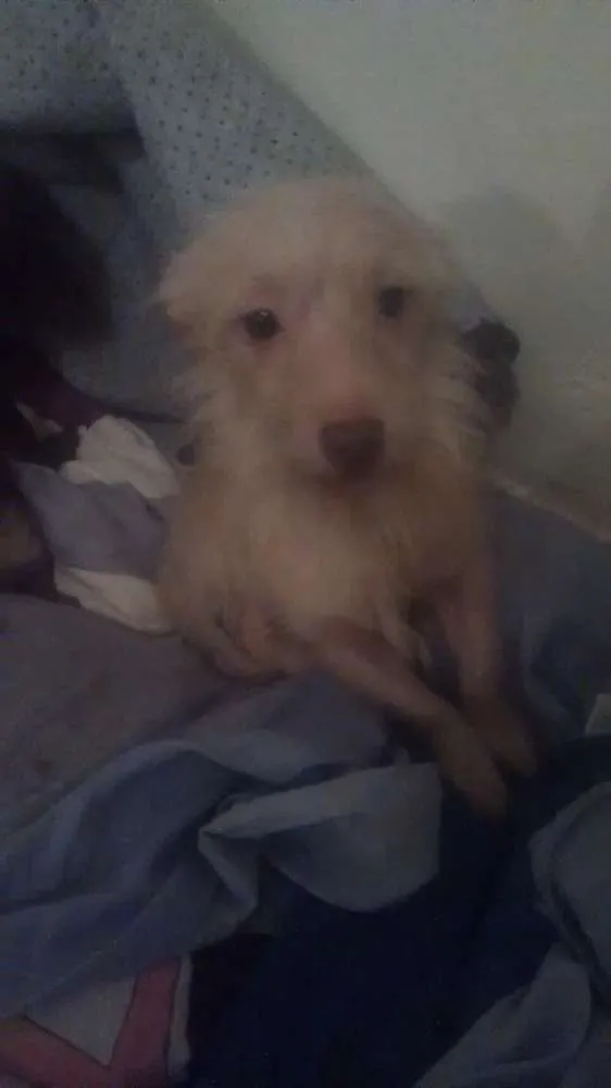Cachorro ra a Vira lata  idade 1 ano nome Mel,estrelinha