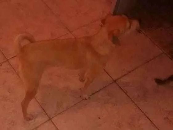 Cachorro ra a Vira lata idade 1 ano nome Lili