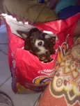 Pimpolhos