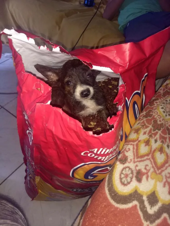 Cachorro raça Indefinida idade 2 a 6 meses nome Pimpolhos