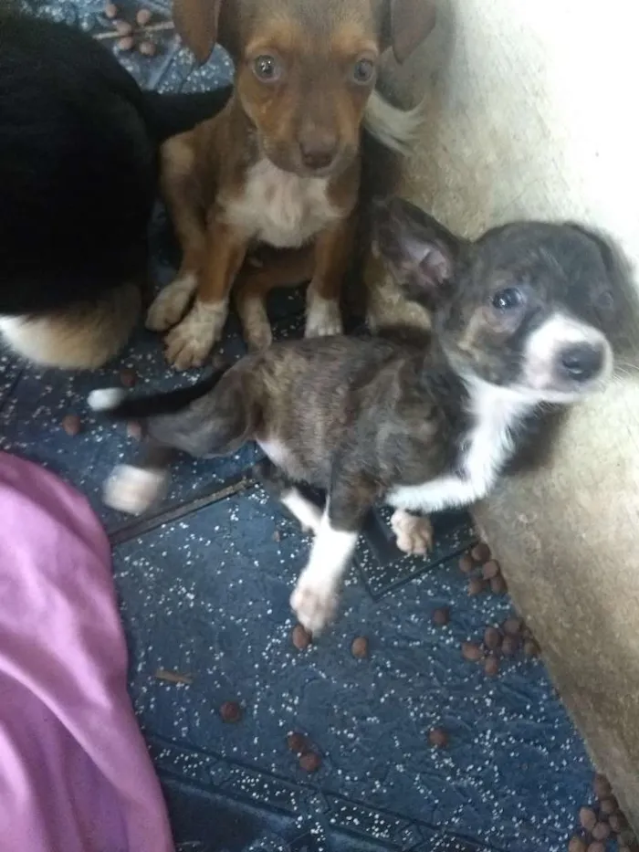 Cachorro raça Indefinida idade 2 a 6 meses nome Pimpolhos