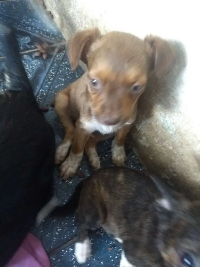 Cachorro raça Indefinida idade 2 a 6 meses nome Pimpolhos
