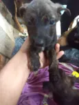 Pimpolhos