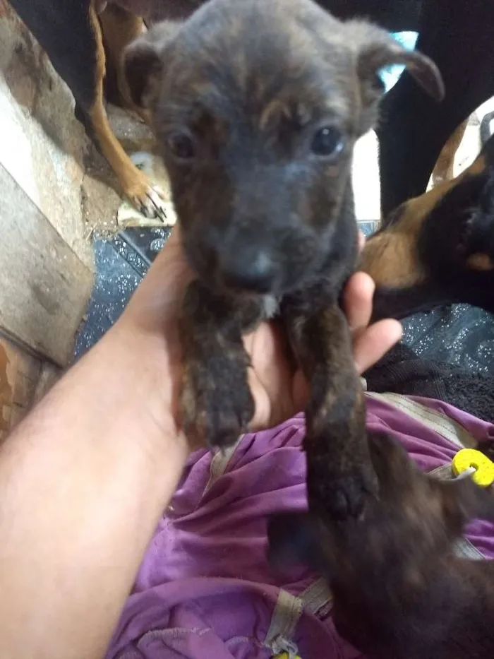 Cachorro raça Indefinida idade 2 a 6 meses nome Pimpolhos