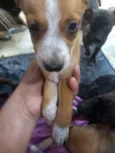 Pimpolhos