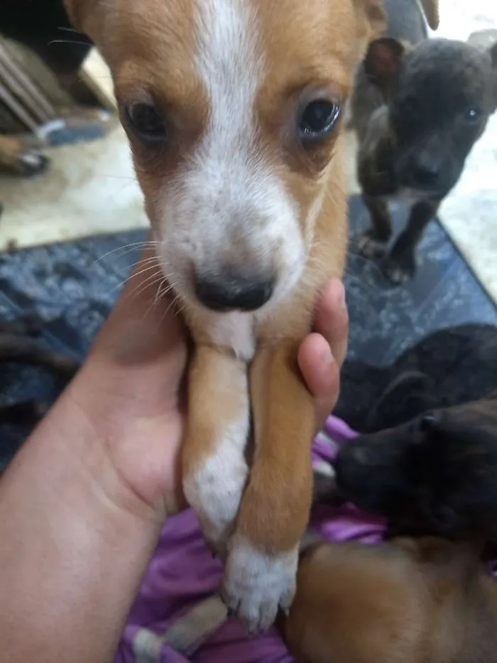 Cachorro raça Indefinida idade 2 a 6 meses nome Pimpolhos