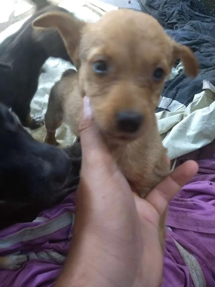 Cachorro raça Indefinida idade 2 a 6 meses nome Pimpolhos