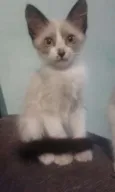 pipoca