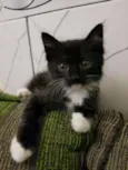 Gatinha 1