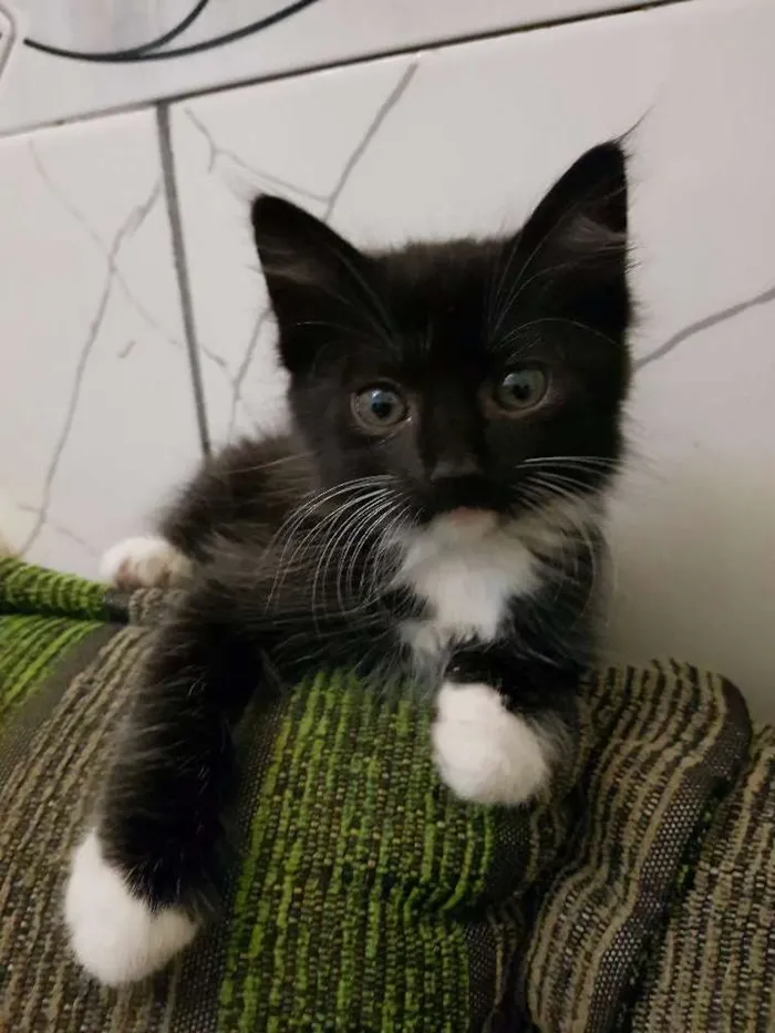 Gato raça Gata idade Abaixo de 2 meses nome Gatinha 1