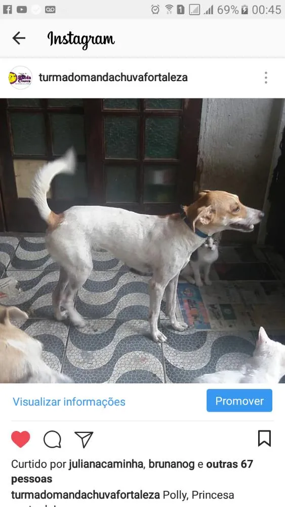 Cachorro ra a Sem raça definida idade 1 ano nome Polly