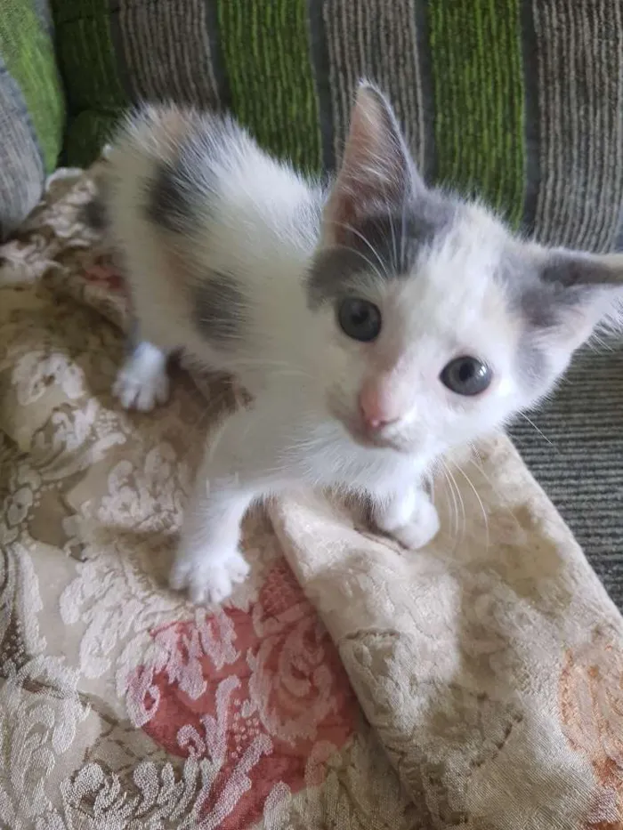 Gato raça Felina idade Abaixo de 2 meses nome Gatinha 2