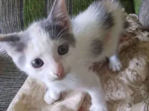 Gato raça Felina idade Abaixo de 2 meses nome Gatinha 2