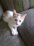 Gatinha 3