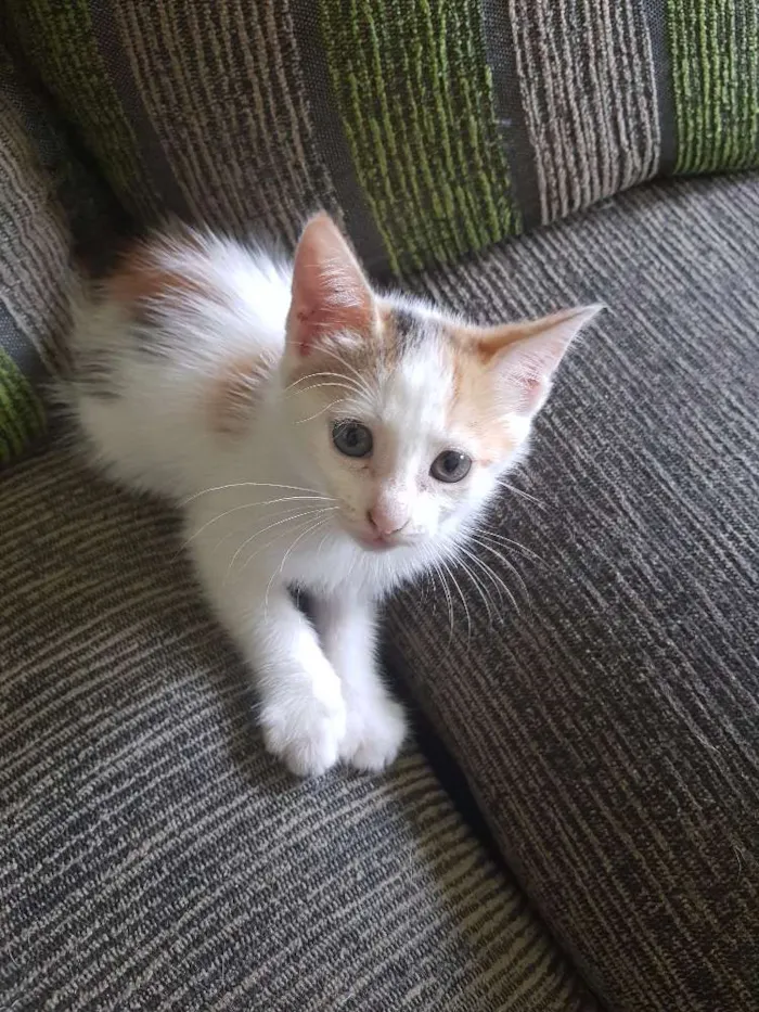 Gato raça Felina idade Abaixo de 2 meses nome Gatinha 3