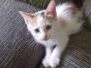 Gato raça Felina idade Abaixo de 2 meses nome Gatinha 3