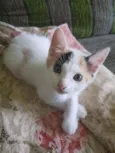 Gatinha 4