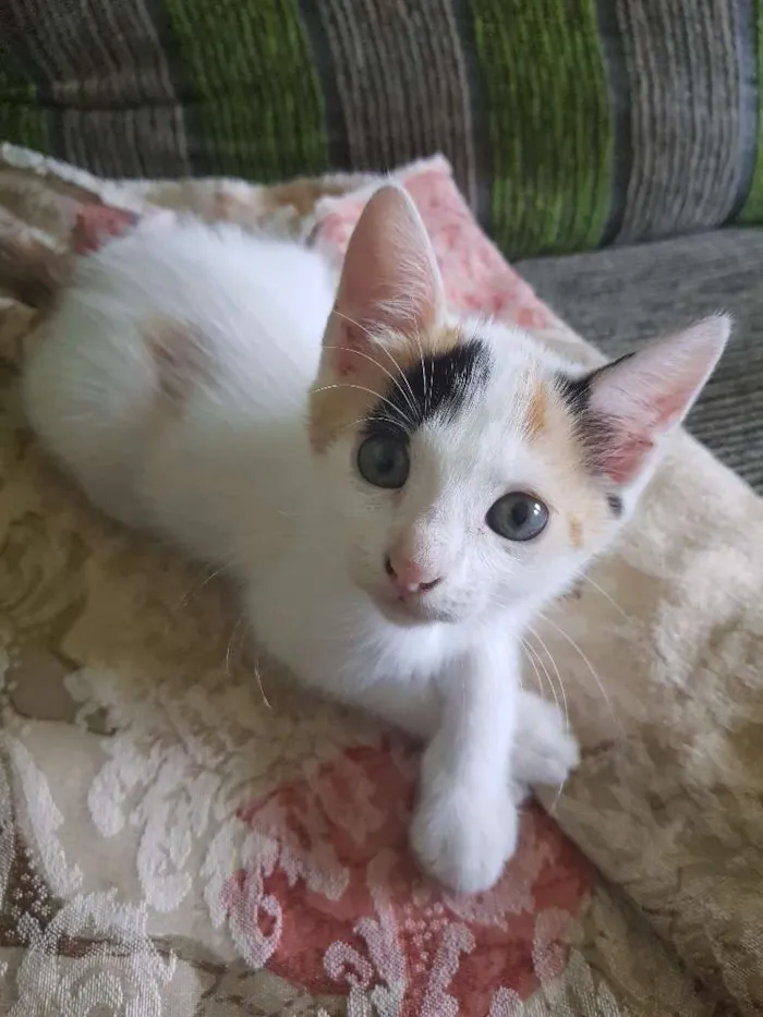 Gato raça Felina idade Abaixo de 2 meses nome Gatinha 4