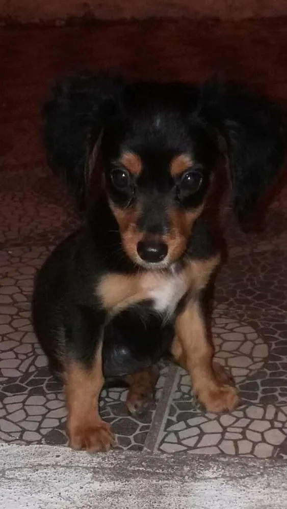 Cachorro ra a Não definida  idade 2 a 6 meses nome Cacau 