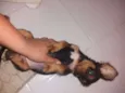 Cacau 