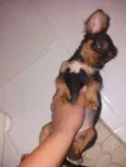 Cacau 