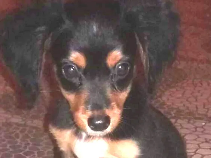 Cachorro ra a Não definida  idade 2 a 6 meses nome Cacau 