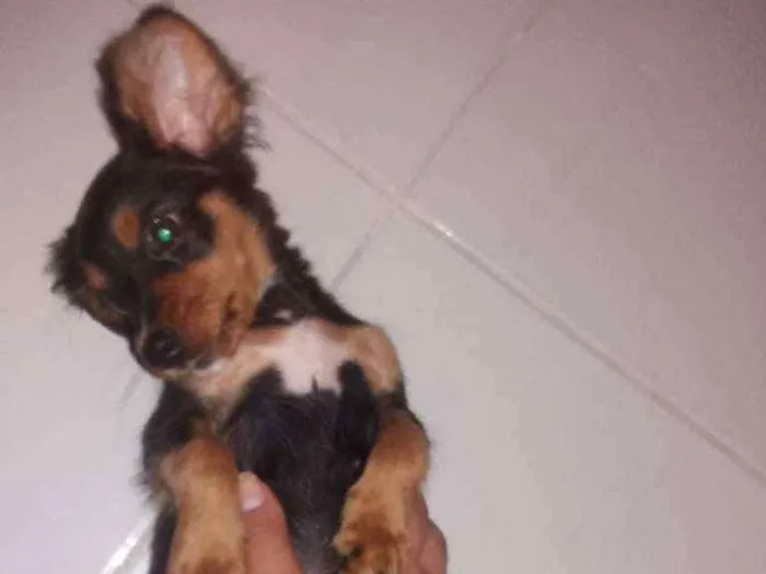 Cachorro ra a Não definida  idade 2 a 6 meses nome Cacau 