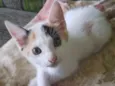 Gatinha 4
