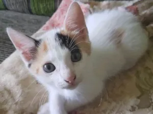 Gato raça Felina idade Abaixo de 2 meses nome Gatinha 4
