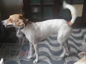 Cachorro raça Sem raça definida idade 1 ano nome Polly
