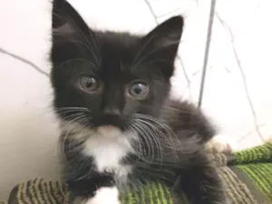 Gato raça Gata idade Abaixo de 2 meses nome Gatinha 1