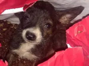 Cachorro raça Indefinida idade 2 a 6 meses nome Pimpolhos