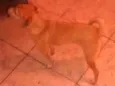 Lili