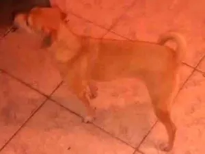 Cachorro raça Vira lata idade 1 ano nome Lili