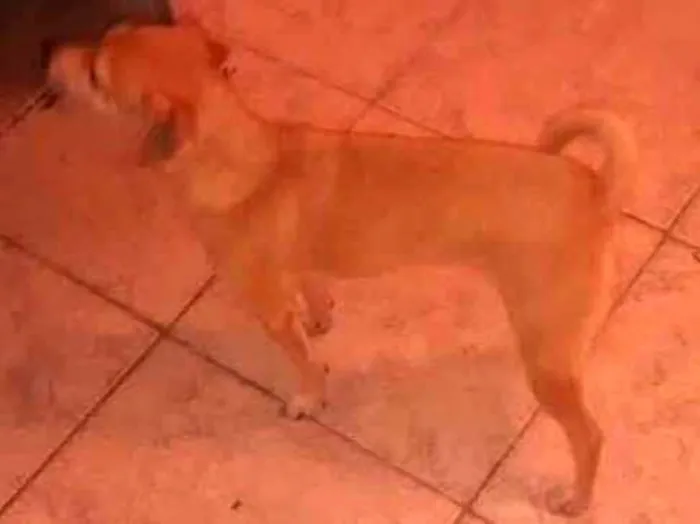 Cachorro ra a Vira lata idade 1 ano nome Lili