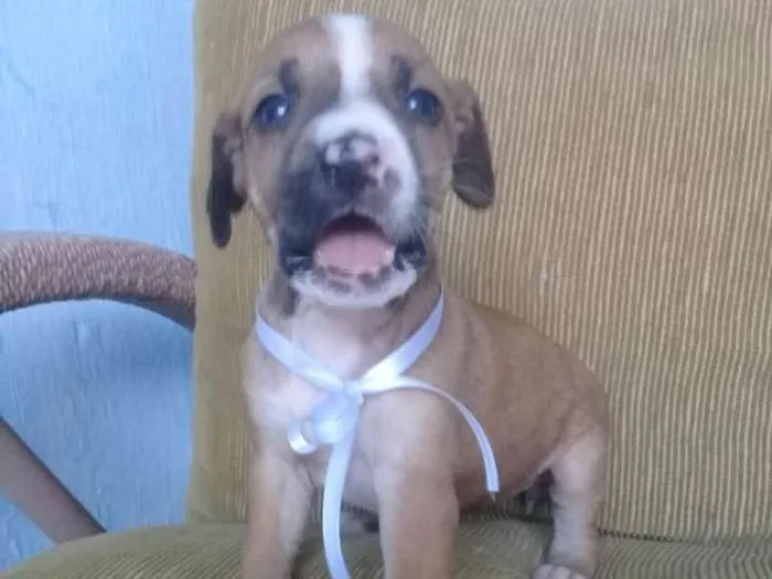 Cachorro ra a SRD idade 2 a 6 meses nome Florzinha