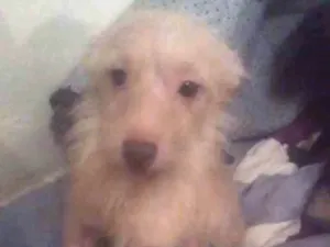 Cachorro raça Vira lata  idade 1 ano nome Mel,estrelinha