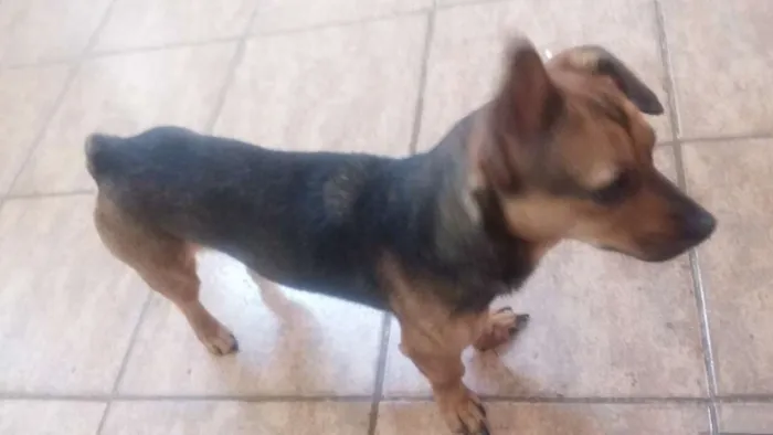 Cachorro raça Pinscher com basê idade 1 ano nome MEG
