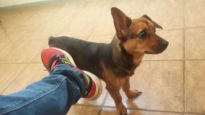 Cachorro raça Pinscher com basê idade 1 ano nome MEG