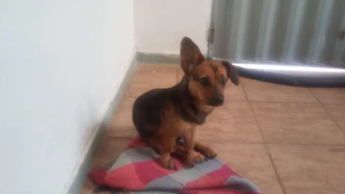 Cachorro raça Pinscher com basê idade 1 ano nome MEG